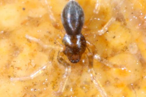 Scotina sp.
